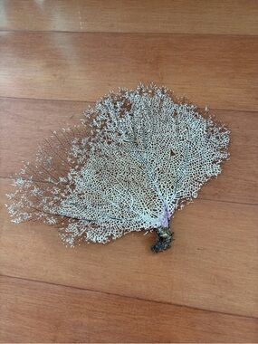 4 Sea fan coral,  SM size